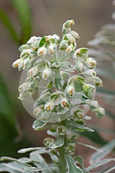 Mediterranean spurge Euphorbia characias Glacier Blue, flowering photo